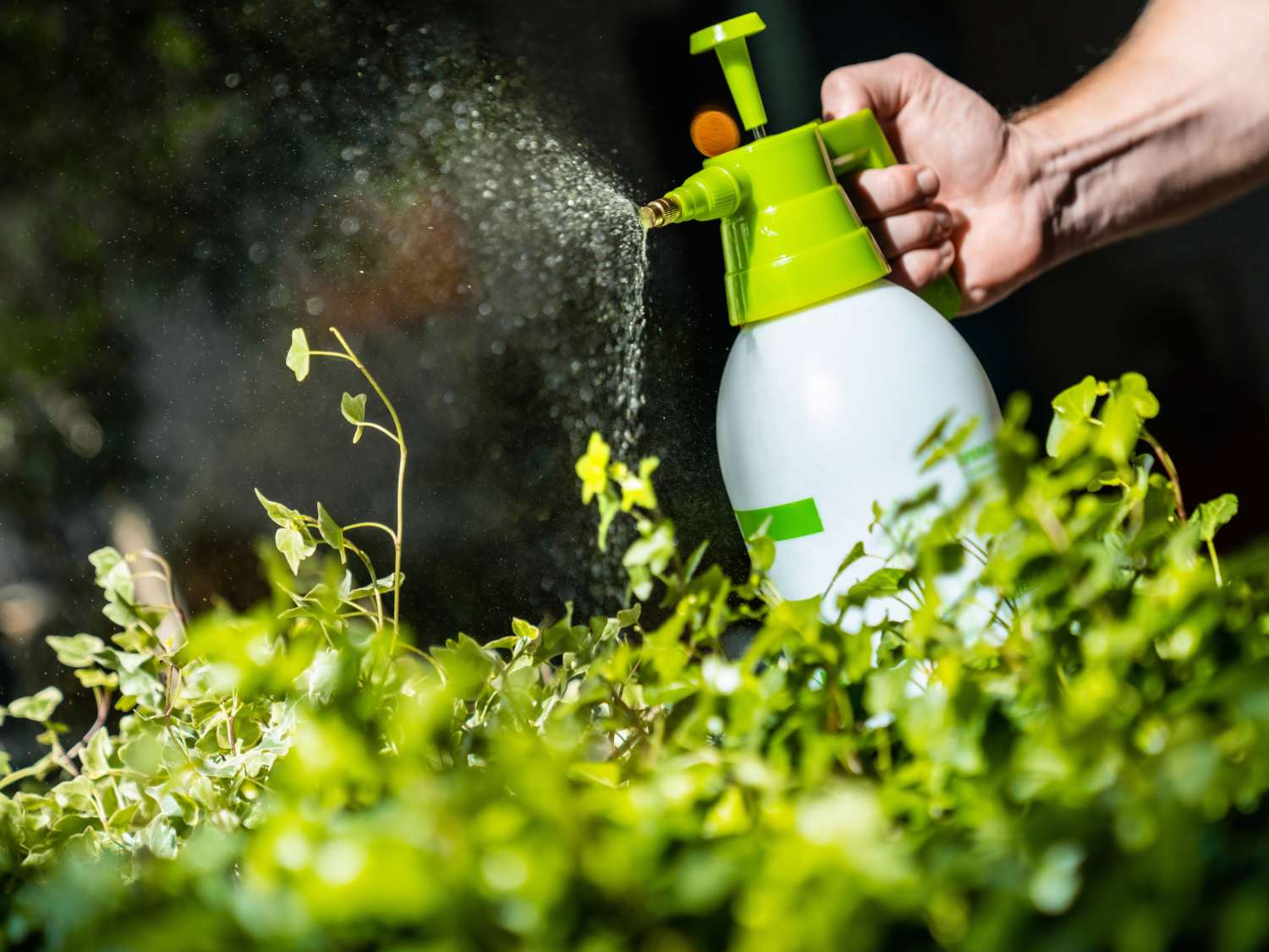 5 Best Garden Pump Sprayers in 2026: Reviews & Expert Picks
